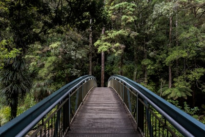 Puente entre arboles simbolizando reflexion